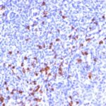 Formalin-fixed, paraffin embedded human tonsil sections stained with 100 ul anti-IgG (clone SPM556) at 1:300. HIER epitope retrieval prior to staining was performed in 10mM Citrate, pH 6.0.